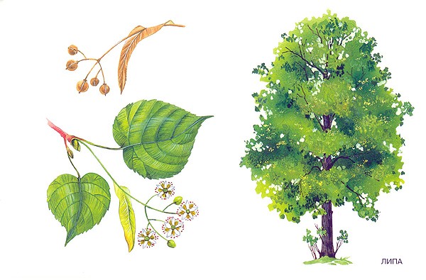 Карточки для занятий в детском саду и дома «Расскажите детям о деревьях»  